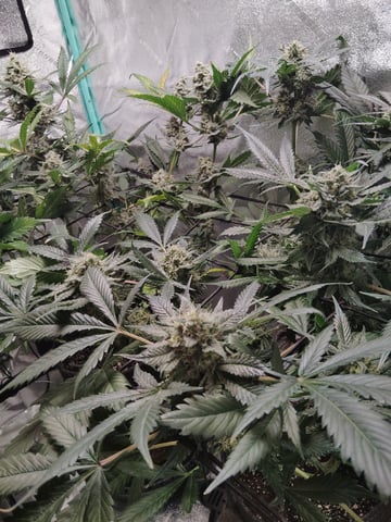 LSD Auto — flower, day 51