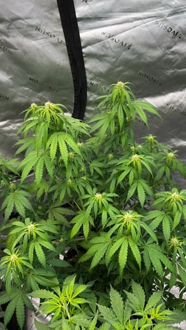 Rippleys OG Auto (Mephisto Genetics) 1st Attempt at Autos — flower, day 57