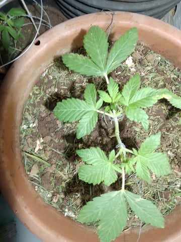 My 1st grow 2 big pots 9 small containers — vegetative, day 10