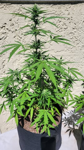 purple Kush, and Extra Large Kush — flower, day 42