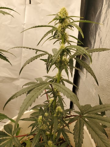 Auto Flower Run Fully Organic — flower, day 39
