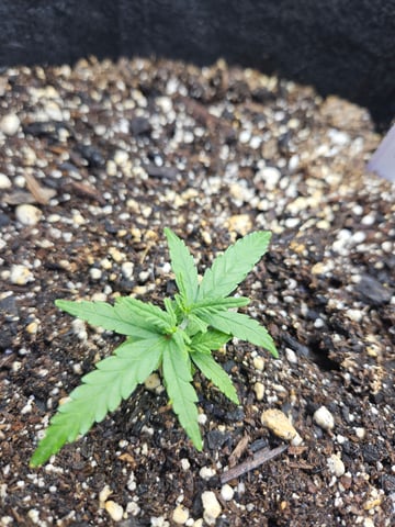 Black Widow  — vegetative, day 2