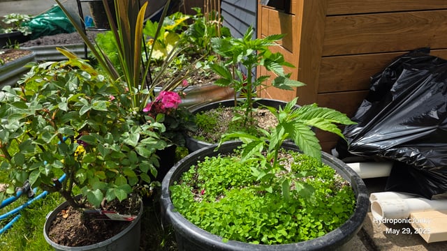 Canadian Summer Outdoor — vegetative, day 16