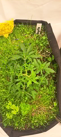 First Grow with the new setup  — vegetative, day 29