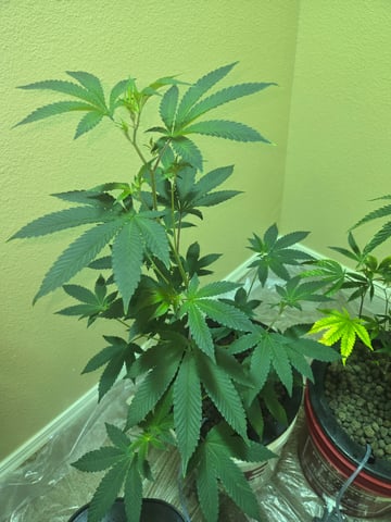 first time closet phx az — vegetative, day 5