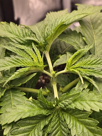 mc nuggets r1 — vegetative, day 20