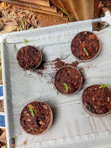 My First Grow — seedling_rooting, day 8
