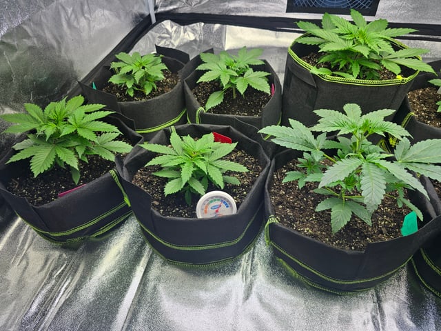 2nd Autoflower Indoor Grow — vegetative, day 22