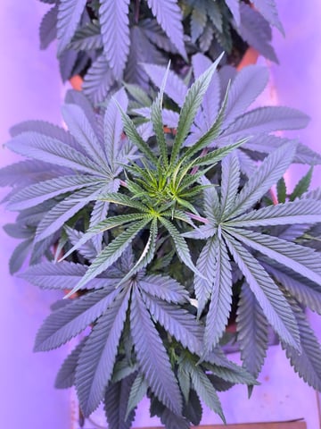 unknown strain 1st grow — vegetative, day 27