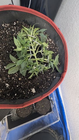 All White Spring Grow — flower, day 24