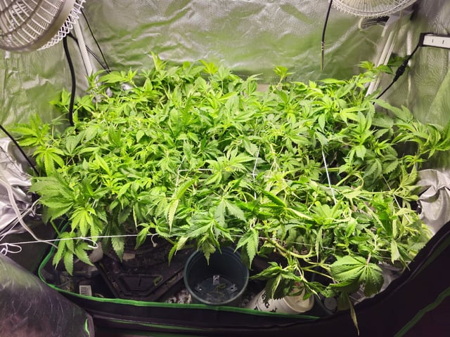 Kushberry Moonrocks — flower, day 47