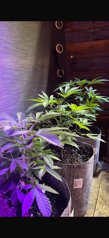 white runtz first grow  — flower, day 28