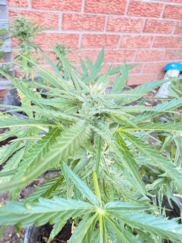 Muliflex — flower, day 70