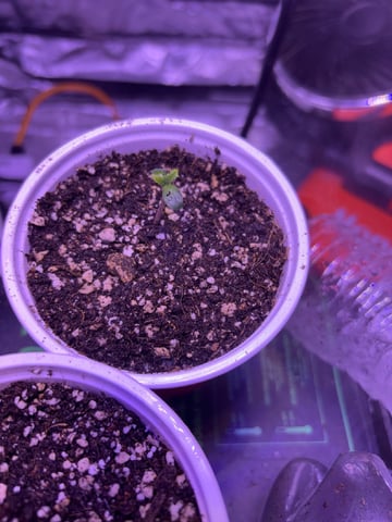 white widow — seedling_rooting, day 1