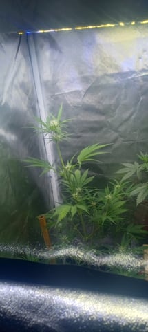 frst grow tent grow — vegetative, day 50
