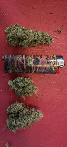 Ace Killer OG — harvest, day 98