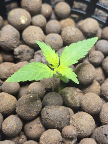 BABY SISTER — seedling_rooting, day 17