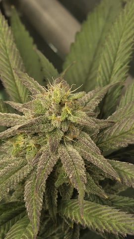Strawberry Sugar  — flower, day 94