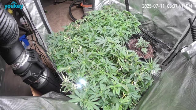 Purple Haze  — vegetative, day 47