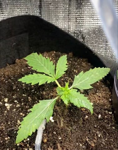 Bruce Banner (Auto) — vegetative, day 8