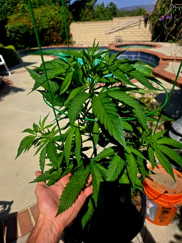 Venice Beach — vegetative, day 31