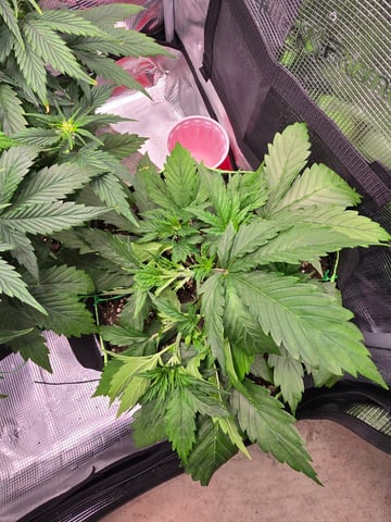 Gorilla Cookies auto  — vegetative, day 18