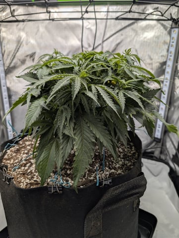 C99 CloneWars! — vegetative, day 20