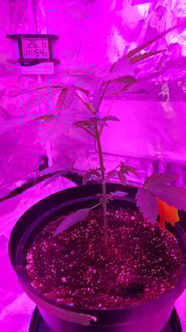 first grow adventure  — vegetative, day 28