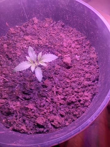 aurora auto — vegetative, day 7