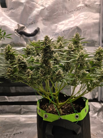 blue dream auto — flower, day 58