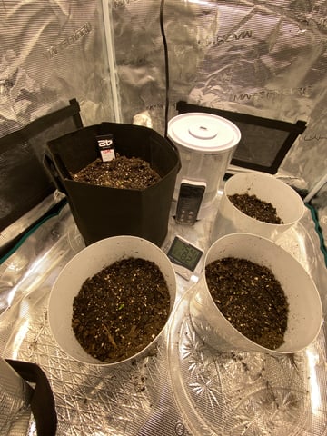 Gorilla Melon — seedling_rooting, day 4