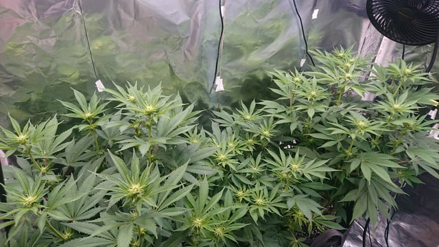 Closet grow  — vegetative, day 43