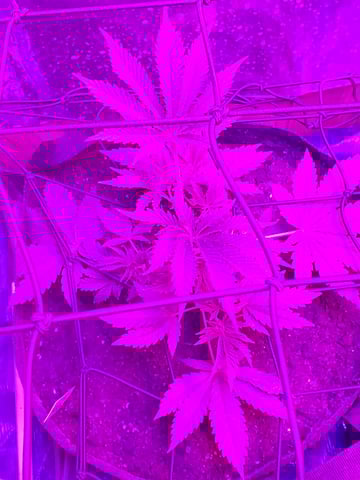 Banana Purple Punch & Rainbow Showers — vegetative, day 45