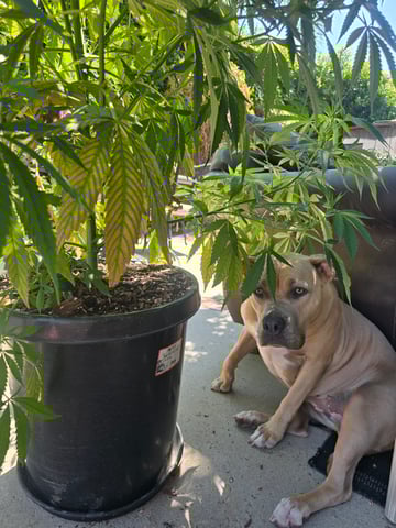 Venice Beach — vegetative, day 50