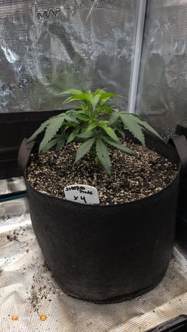 Slightly Stoopid Fruits  — grow_setup, day 2