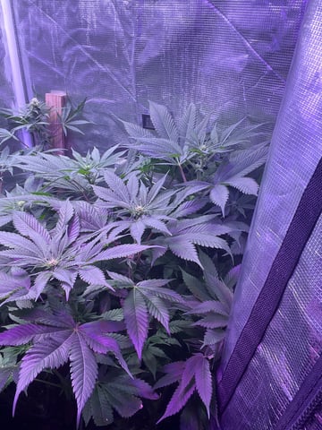 Cherry Pie  — flower, day 50