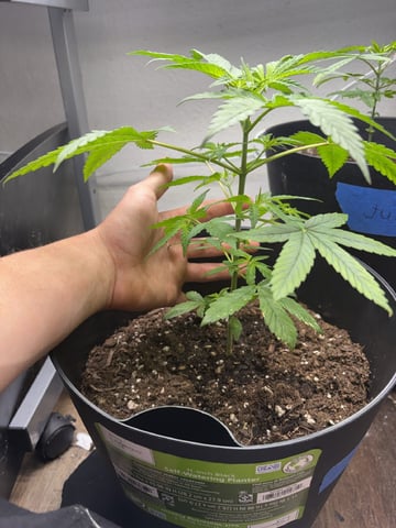 July plants of 26 — vegetative, day 12