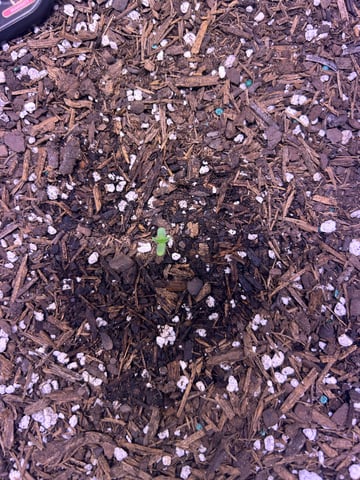 Gigawatt  — vegetative, day 29