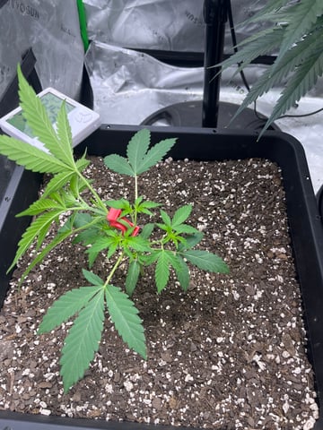 tropicana cookie purple  — vegetative, day 17