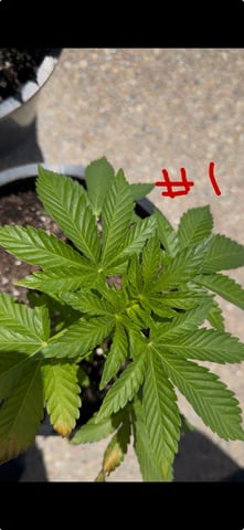 Forbidden Fruit — vegetative, day 40