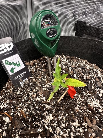 Gorilla Cookies — 1st Grow — vegetative, day 23