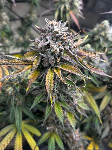 Pink Passion Fruit — flower, day 113