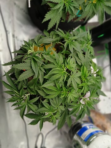 fruity pebbles, cap junky — vegetative, day 46