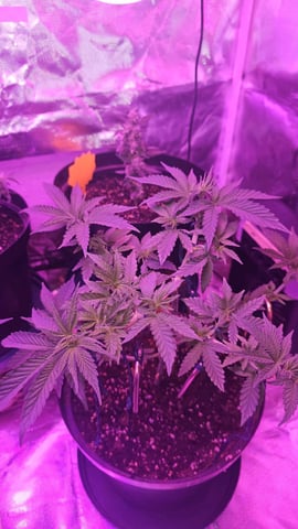 first grow adventure  — vegetative, day 44