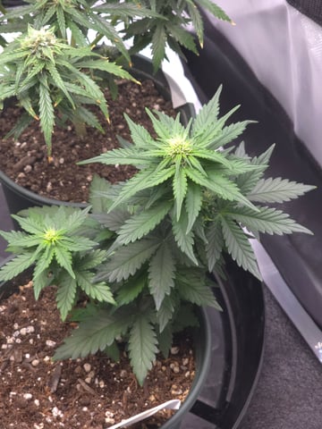Fast Buds - Purp Lemonade — flower, day 33