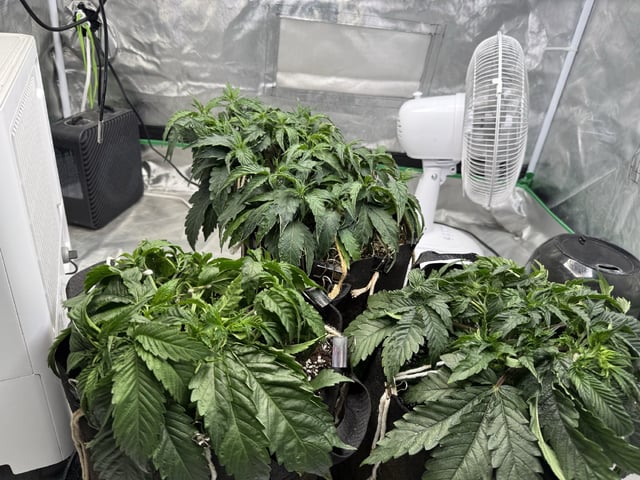 Late Season Start  — vegetative, day 35