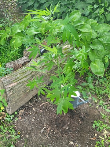 Bread — vegetative, day 4
