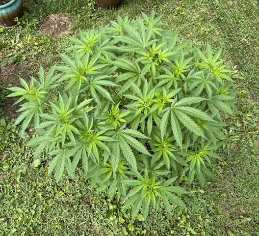 2026 Outdoor — vegetative, day 67