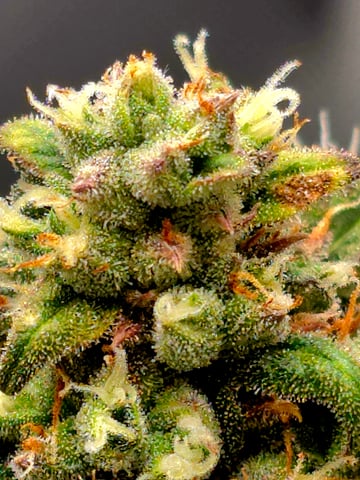 Homegrown - 🍒 🥧 & GSC Auto, 🚀 Seeds 🍌 Buttercups  — flower, day 69