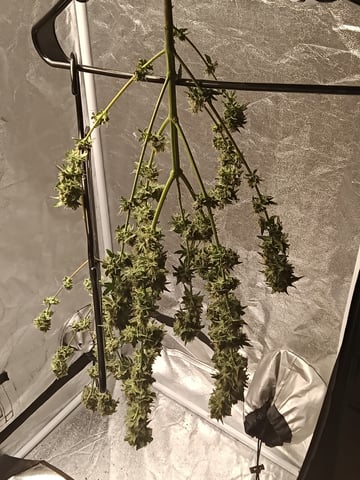 grow — vegetative, day 3
